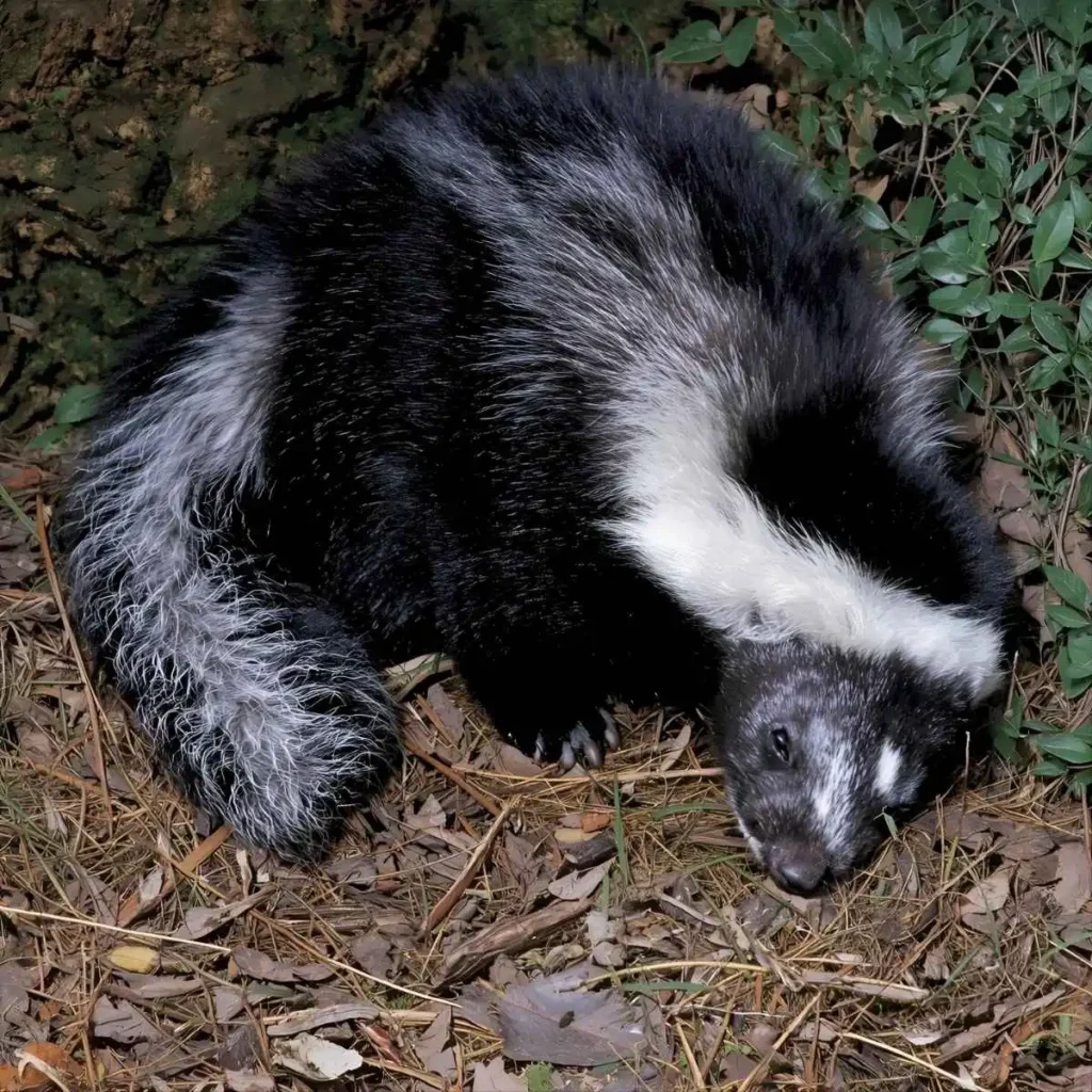 Dead Skunk Dream Meaning