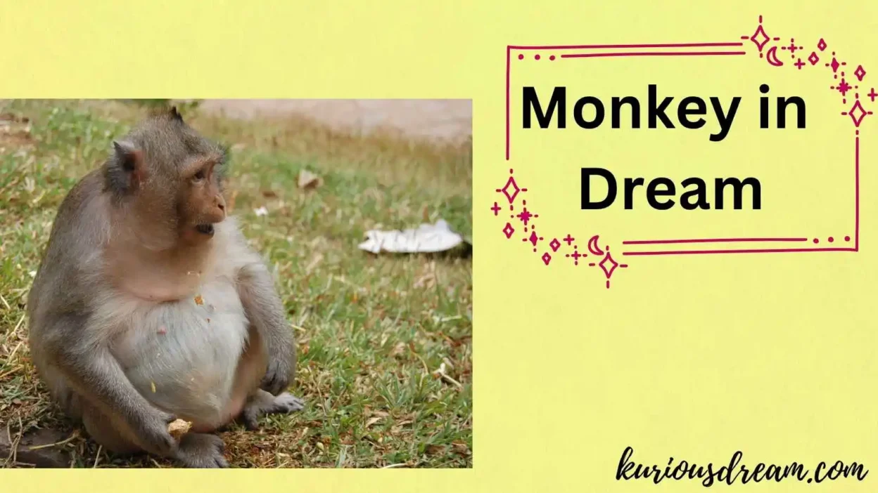 Monkey in Dream