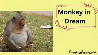 Monkey in Dream